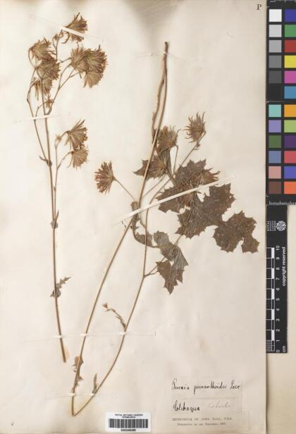 Perezia prenanthoides [Espécimen: ]