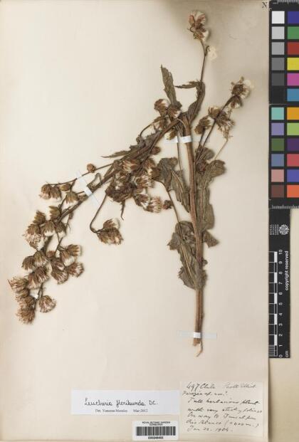 Leucheria floribunda [Espécimen: ]