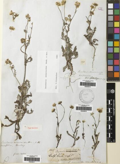 Leucheria senecioides [Espécimen: ]
