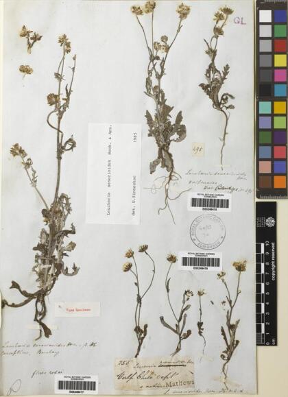 Leucheria senecioides [Espécimen: ]