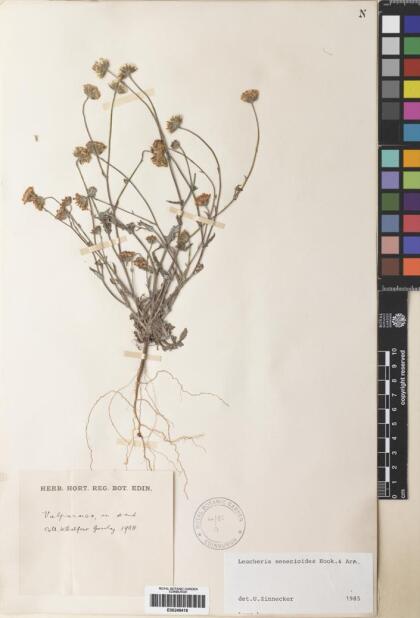 Leucheria senecioides [Espécimen: ]