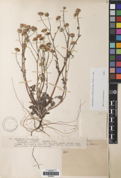 Leucheria senecioides [Espécimen: ]