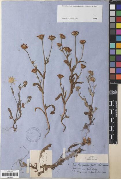 Leucheria senecioides [Espécimen: ]