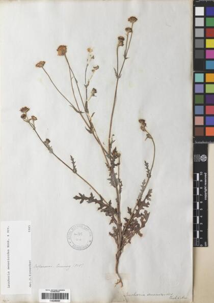 Leucheria senecioides [Espécimen: ]