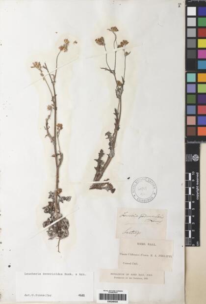 Leucheria senecioides [Espécimen: ]