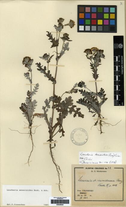 Leucheria senecioides [Espécimen: ]