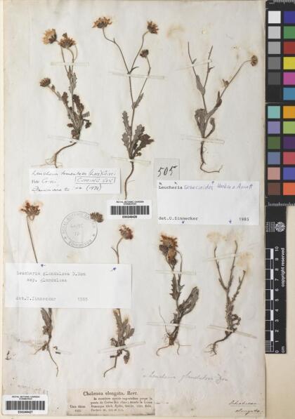 Leucheria senecioides [Espécimen: ]