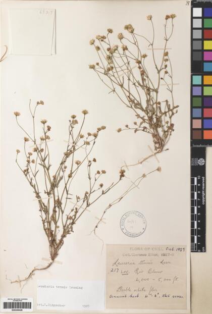 Leucheria tomentosa [Espécimen: ]