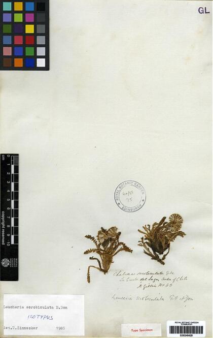 Leucheria scrobiculata [Espécimen: ]