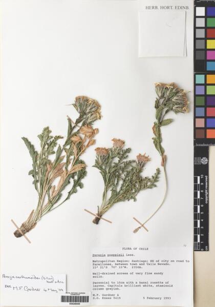 Perezia carthamoides [Espécimen: ]