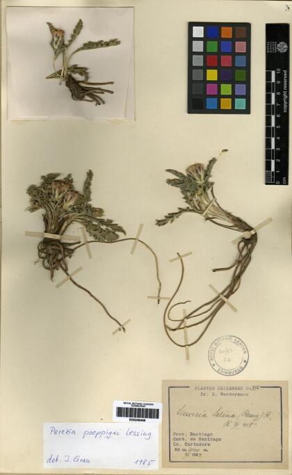 Perezia carthamoides [Espécimen: ]
