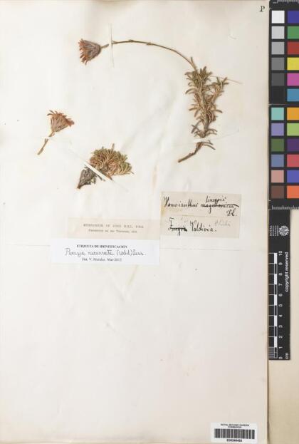 Perezia recurvata [Espécimen: ]