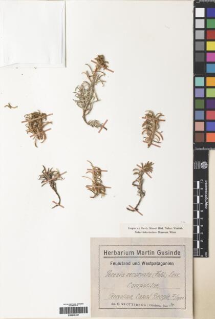 Perezia recurvata [Espécimen: ]
