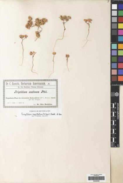 Triptilion capillatum [Espécimen: ]