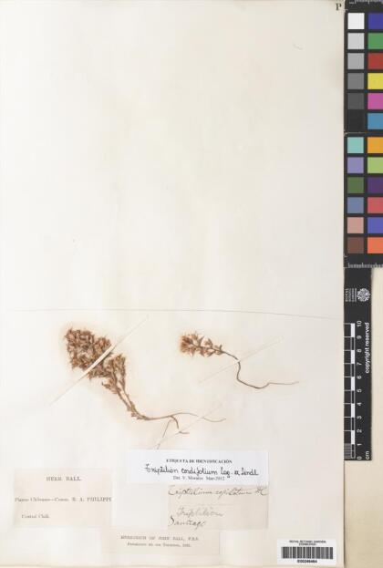 Triptilion cordifolium [Espécimen: ]
