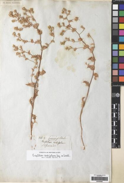 Triptilion cordifolium [Espécimen: ]