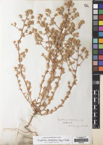 Triptilion cordifolium [Espécimen: ]