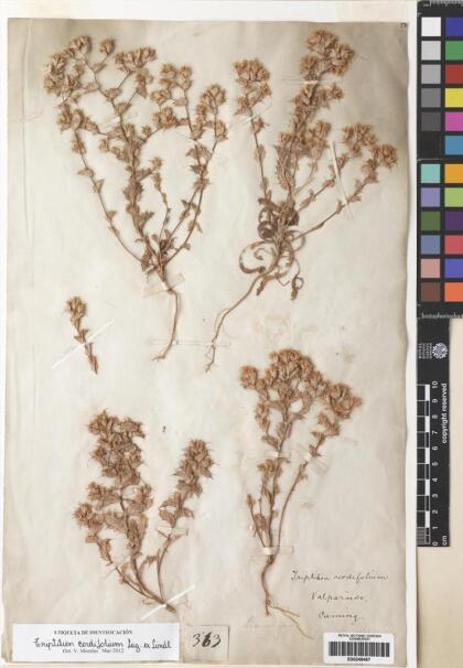 Triptilion cordifolium [Espécimen: ]