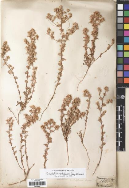 Triptilion cordifolium [Espécimen: ]