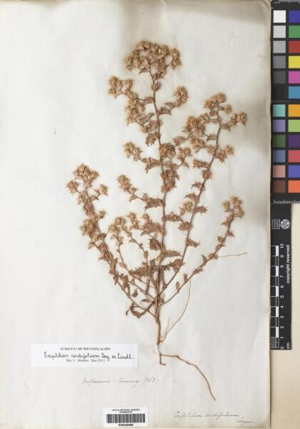 Triptilion cordifolium [Espécimen: ]