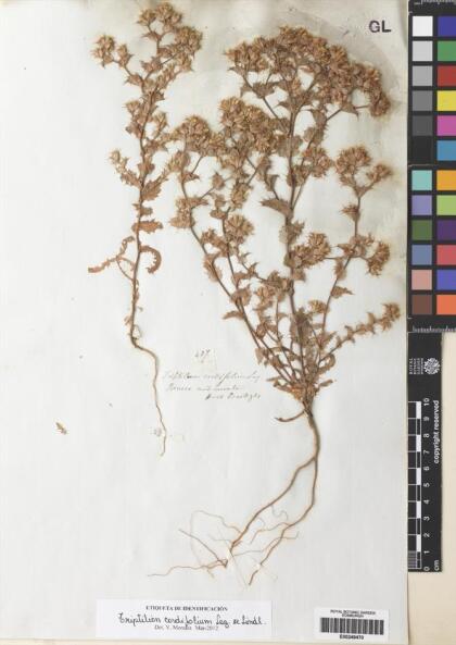 Triptilion cordifolium [Espécimen: ]