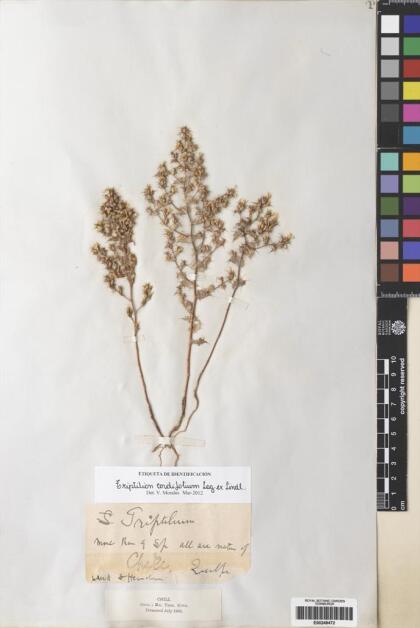 Triptilion cordifolium [Espécimen: ]