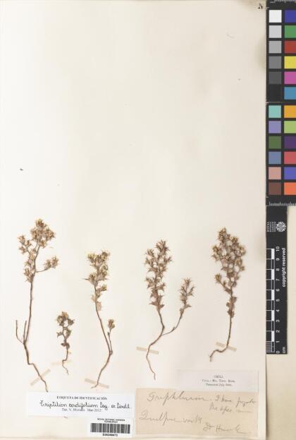Triptilion cordifolium [Espécimen: ]