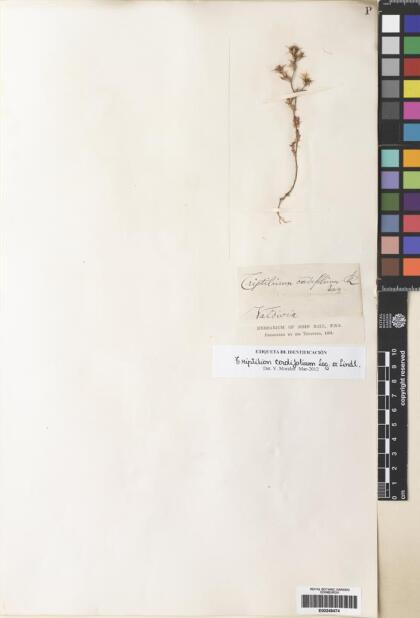 Triptilion cordifolium [Espécimen: ]