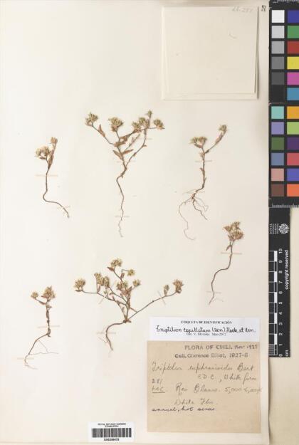 Triptilion capillatum [Espécimen: ]