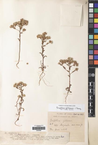 Triptilion gibbosum [Espécimen: ]