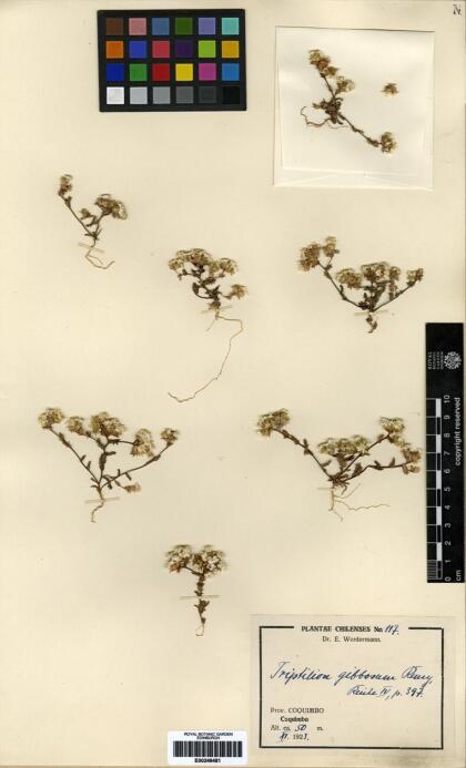 Triptilion gibbosum [Espécimen: ]