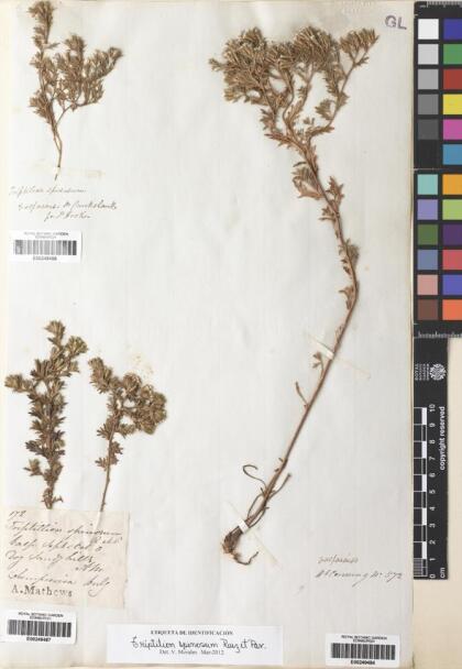 Triptilion spinosum [Espécimen: ]