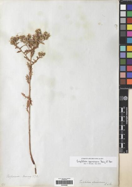 Triptilion spinosum [Espécimen: ]