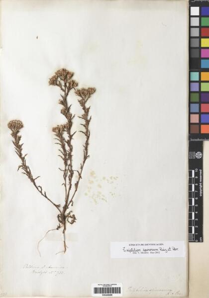 Triptilion spinosum [Espécimen: ]