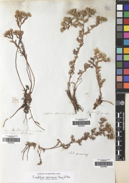 Triptilion spinosum [Espécimen: ]