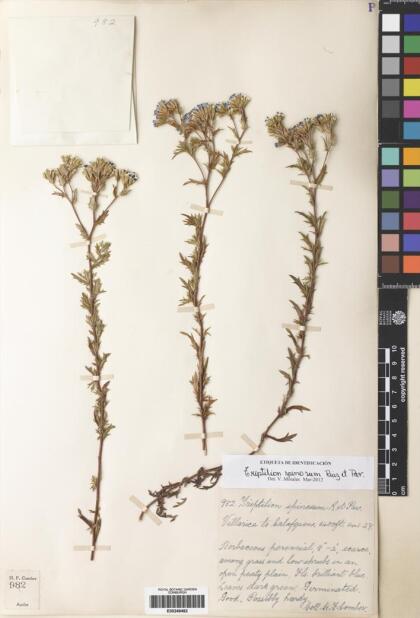 Triptilion spinosum [Espécimen: ]
