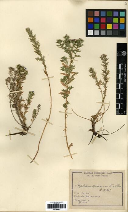 Triptilion spinosum [Espécimen: ]