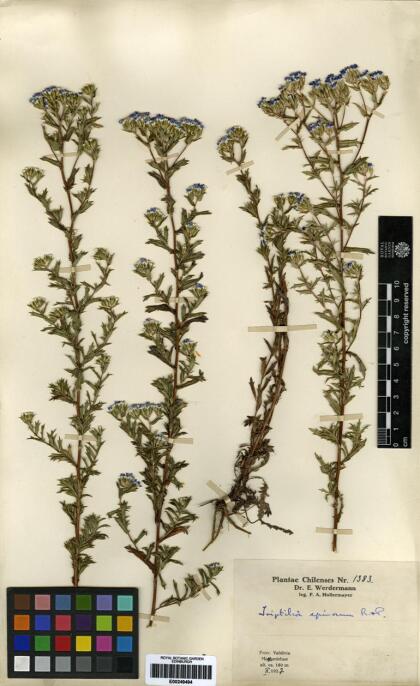 Triptilion spinosum [Espécimen: ]