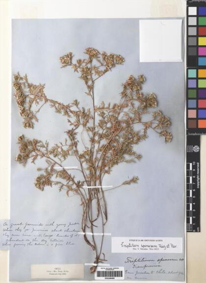 Triptilion spinosum [Espécimen: ]