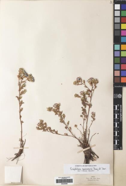 Triptilion spinosum [Espécimen: ]