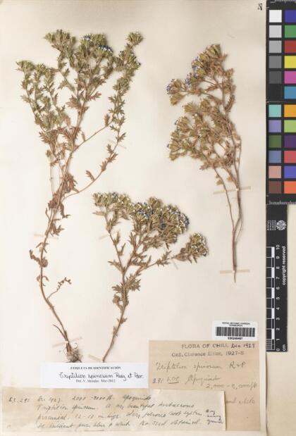 Triptilion spinosum [Espécimen: ]