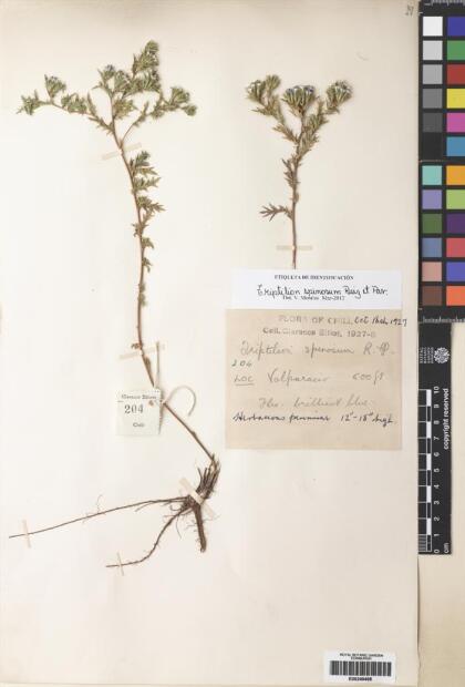 Triptilion spinosum [Espécimen: ]