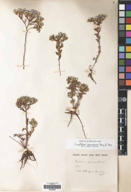 Triptilion spinosum [Espécimen: ]