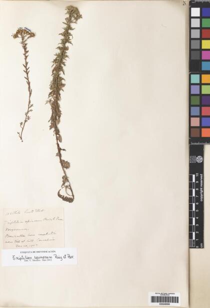 Triptilion spinosum [Espécimen: ]