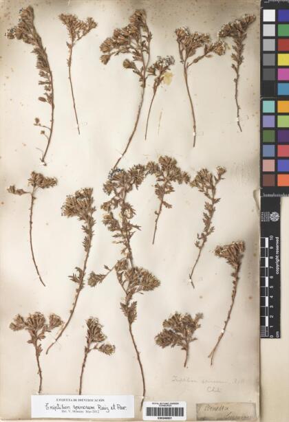 Triptilion spinosum [Espécimen: ]
