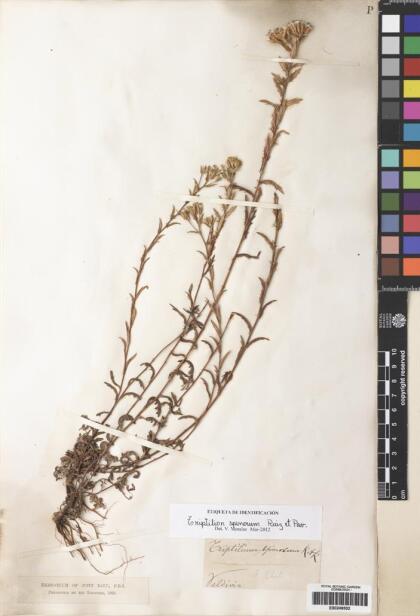 Triptilion spinosum [Espécimen: ]