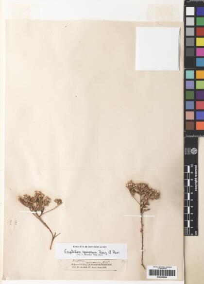 Triptilion spinosum [Espécimen: ]