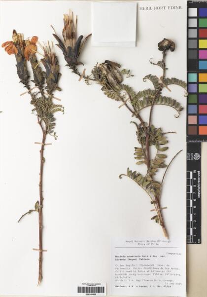 Mutisia acuminata [Espécimen: ]