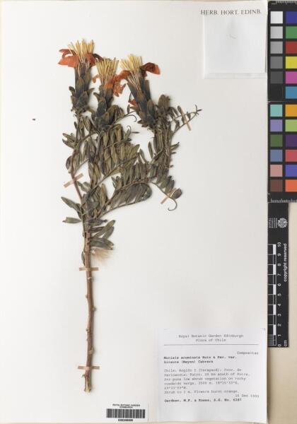 Mutisia acuminata [Espécimen: ]