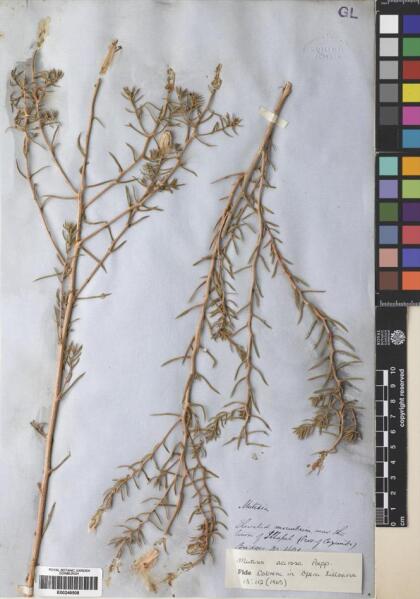 Mutisia acerosa [Espécimen: ]